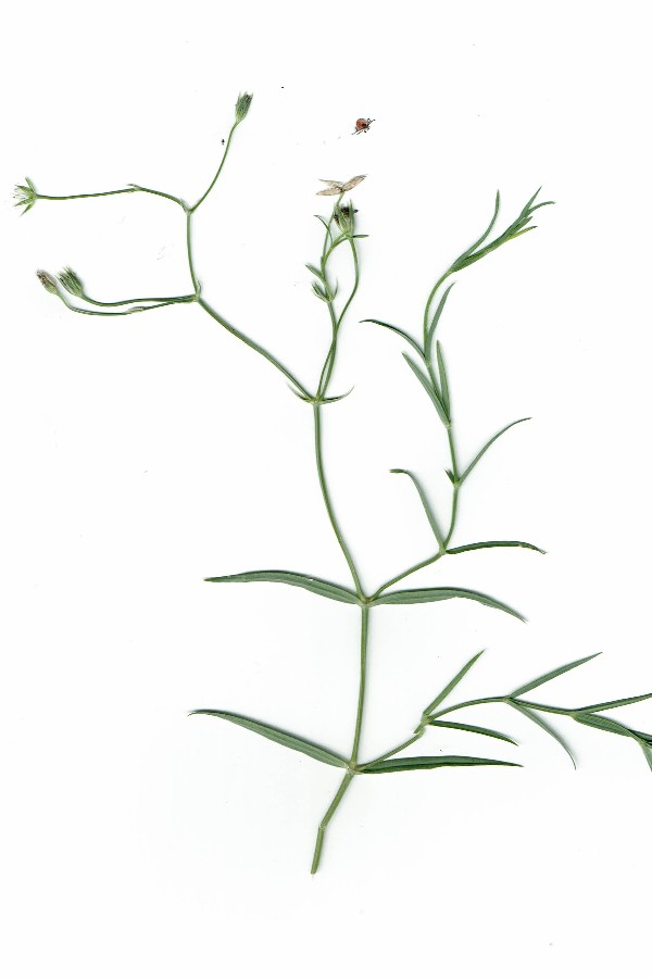 Stellaria_palustris Reinersreuth 20170630_20170630