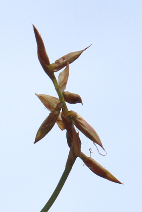Carex_pulicaris Hof-Pirk