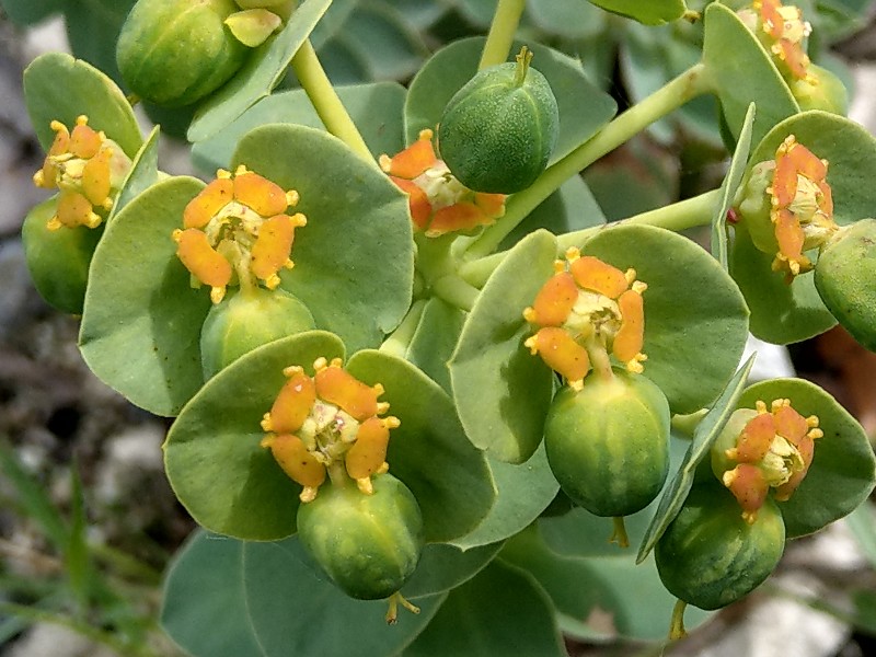 Euphorbia_cyparissias Bühlgrund 20190527 1