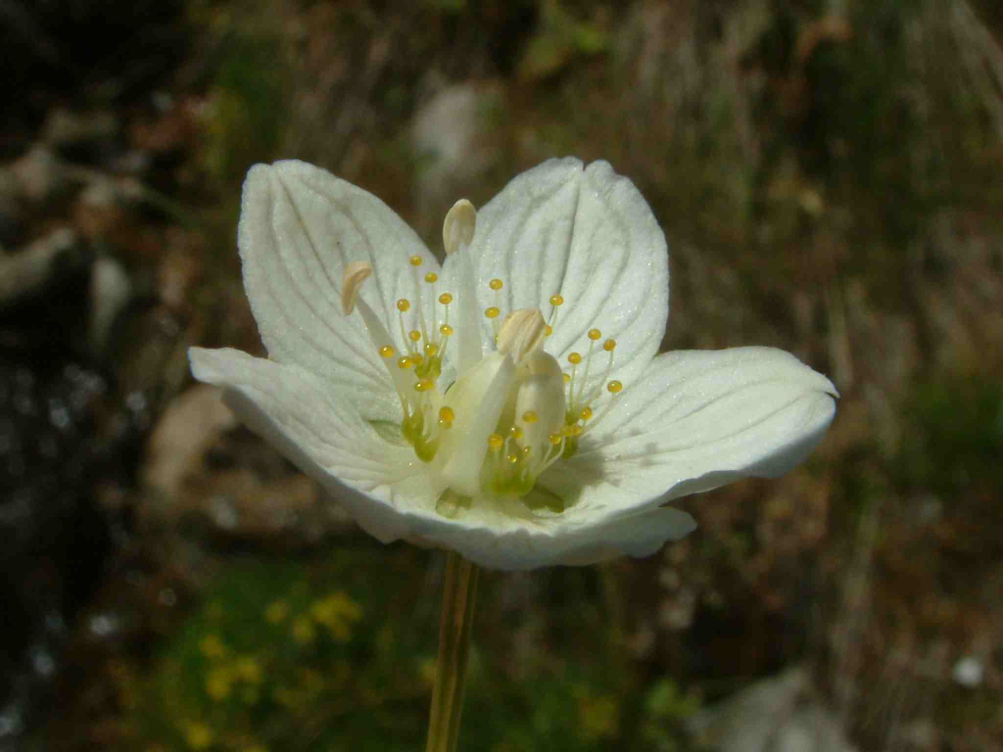 Parnassia_palustris_Otztal_Gaislachkogel_20050831