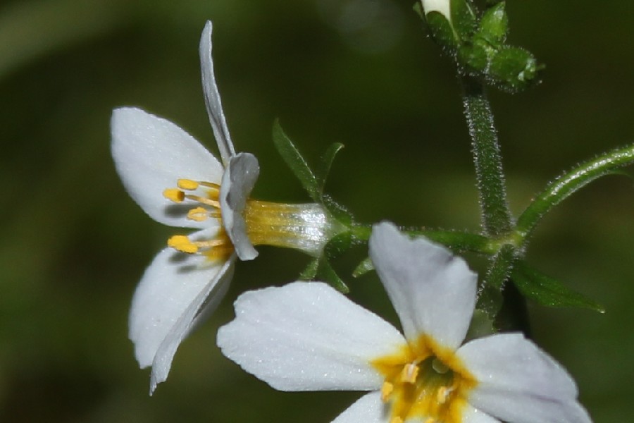 Hottonia_palustris BN-Göstratal 20170728 1