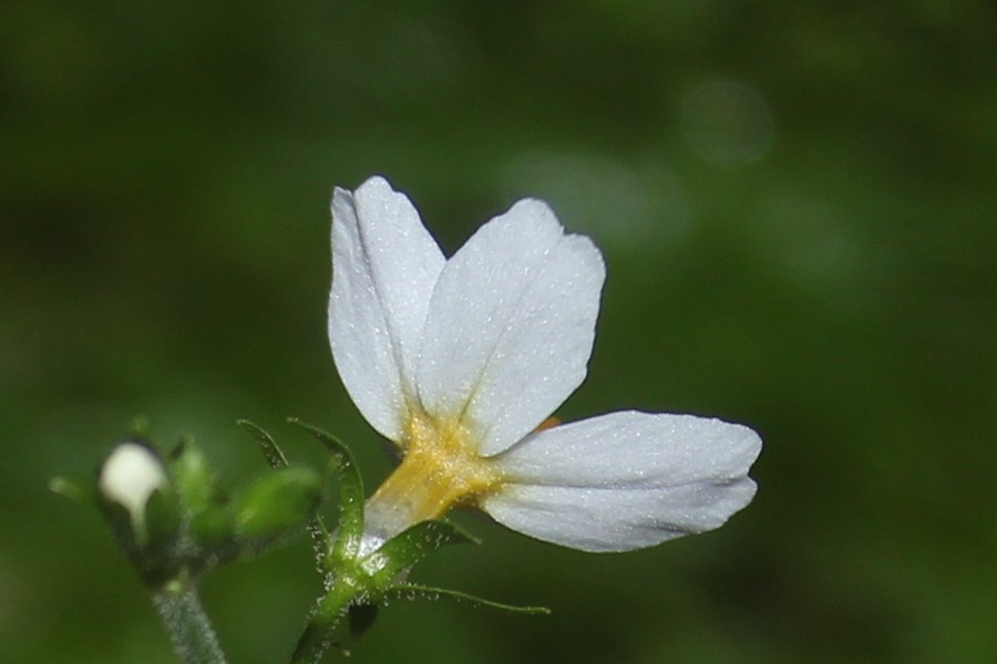 Hottonia_palustris BN-Göstratal 20170728 2