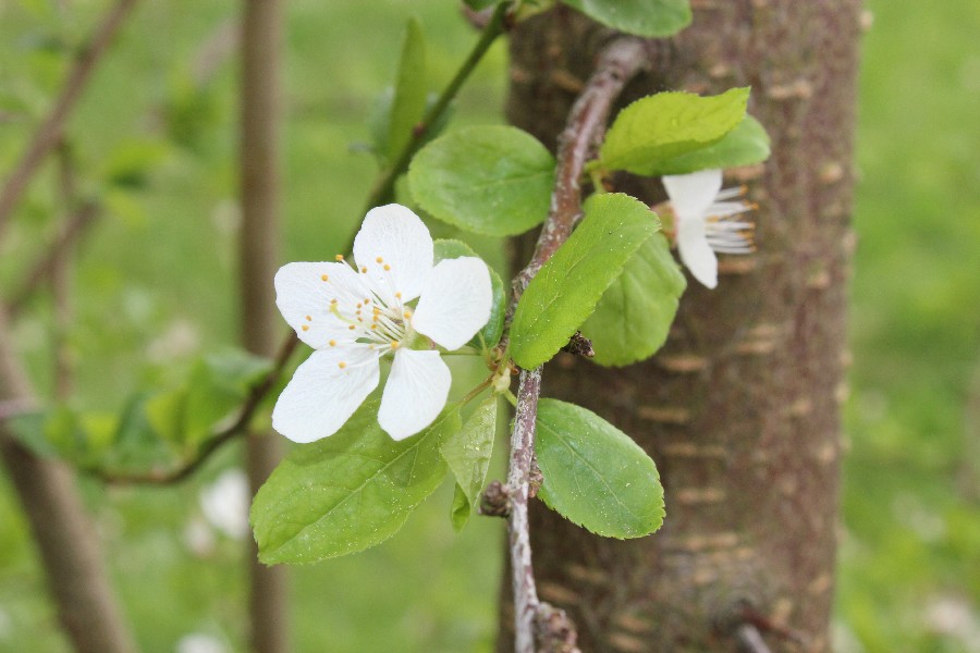 Prunus_cerasifera Bhlgrund 20150505 1