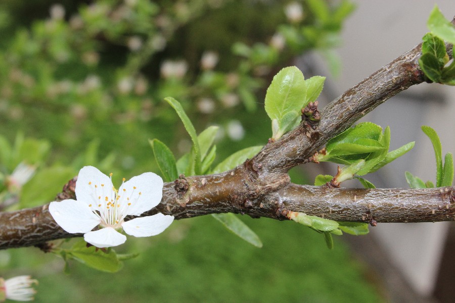 Prunus_cerasifera Bhlgrund 20150505 2