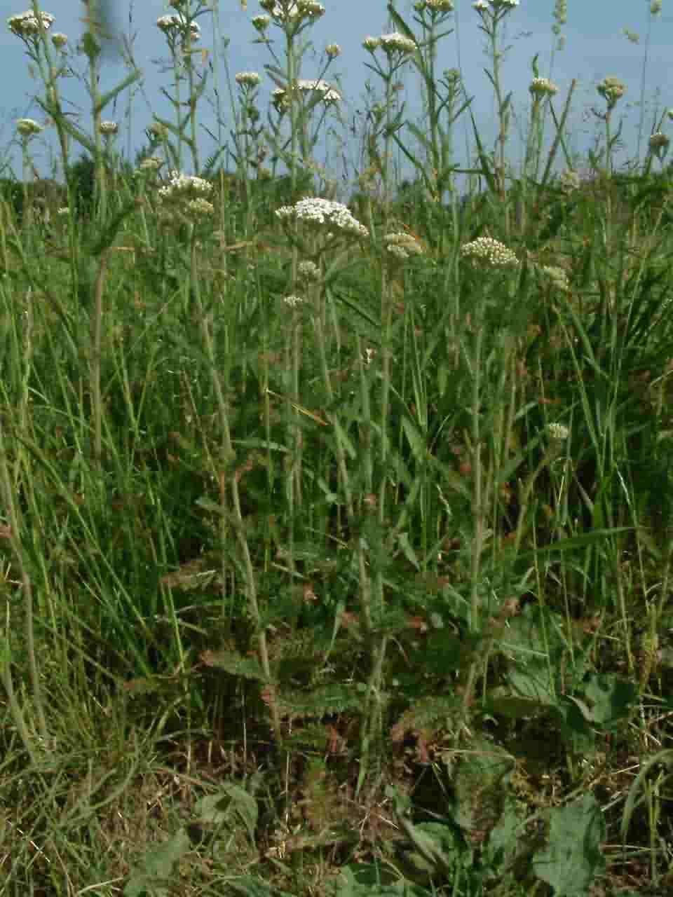 Achillea millefolium 1