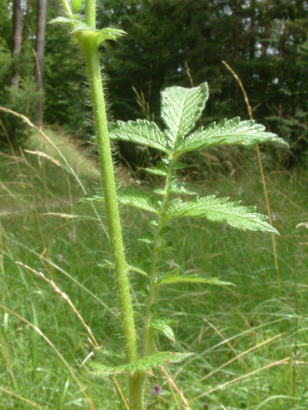Agrimopnia eupatotria 2
