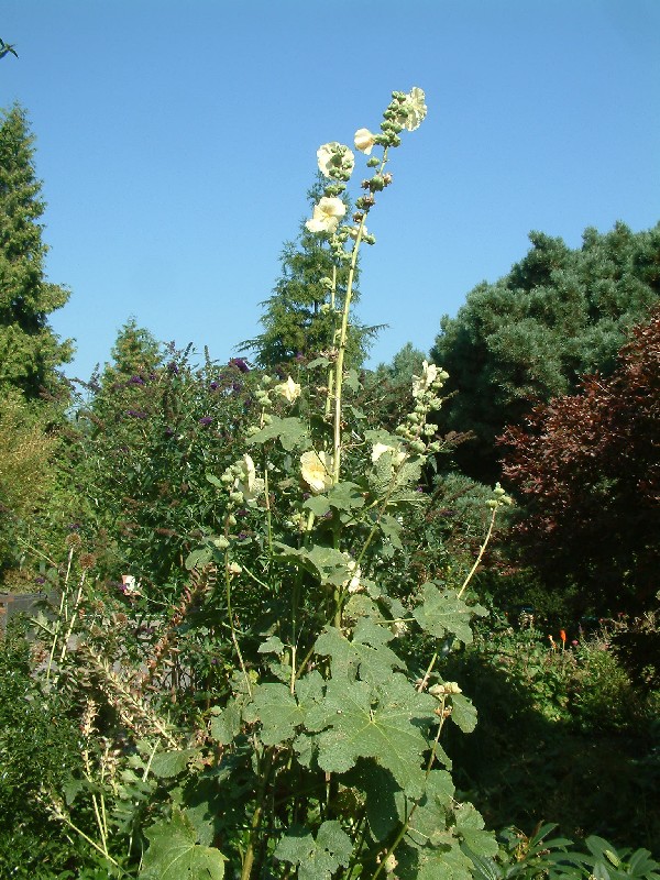 Althaea rosea 1