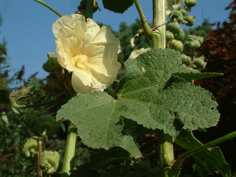 Althaea rosea 2