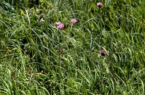 Allium angulosum 1