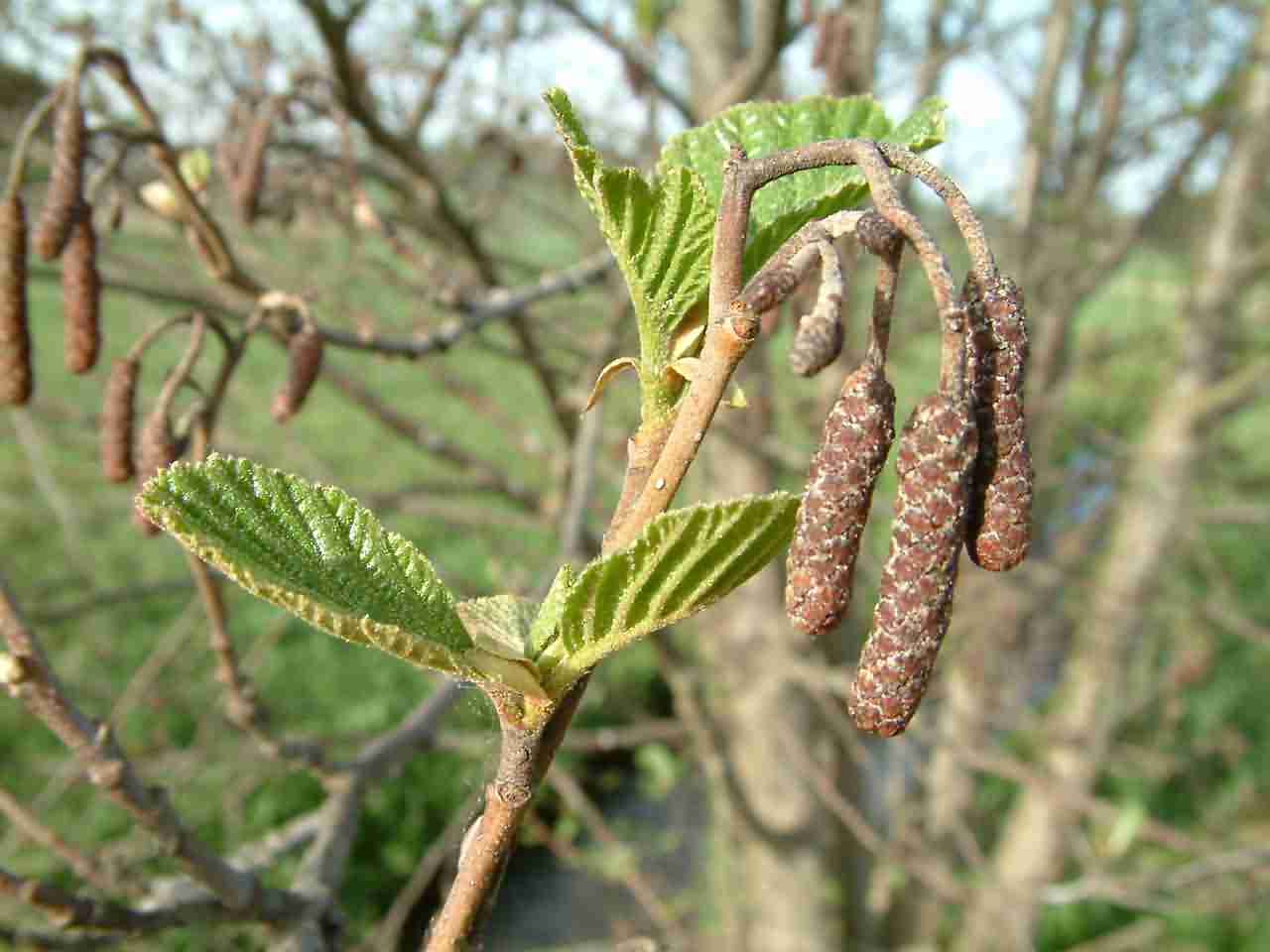 Alnus glutinosa 1