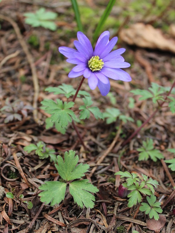 Anemone blanda