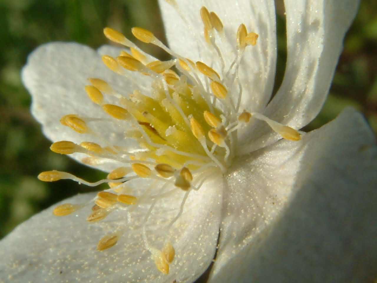 Anemone nemorosa 2