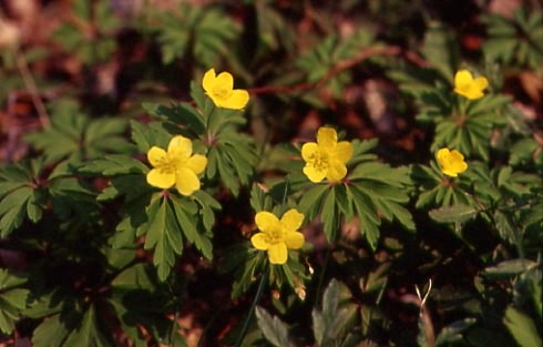 Anemone ranunculoides 1