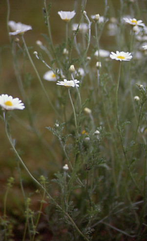Anthemis ruthenica 1