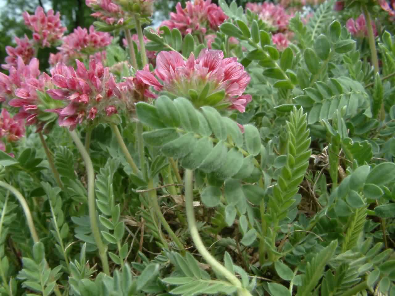 Anthyllis montana
