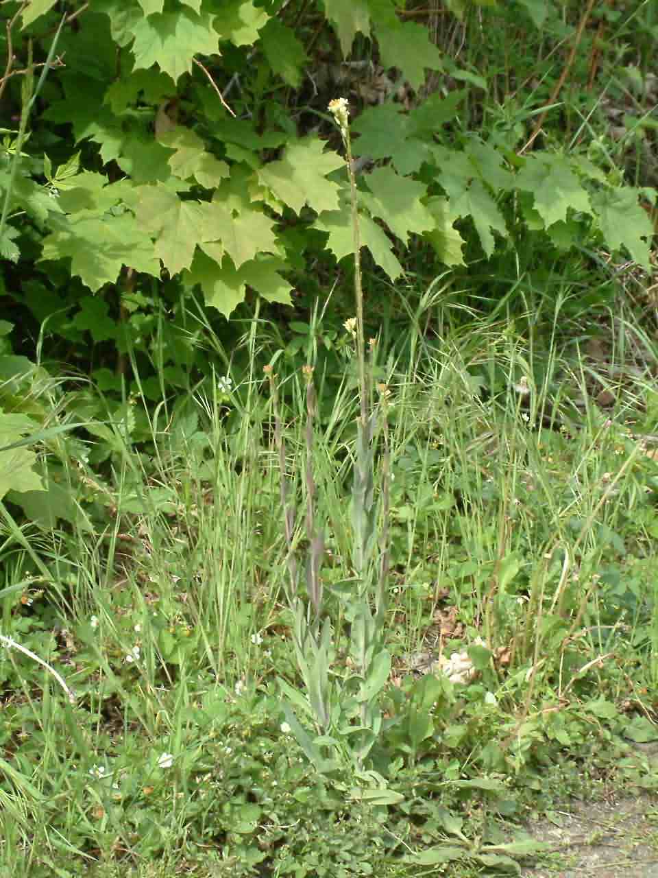 Arabis glabra 1