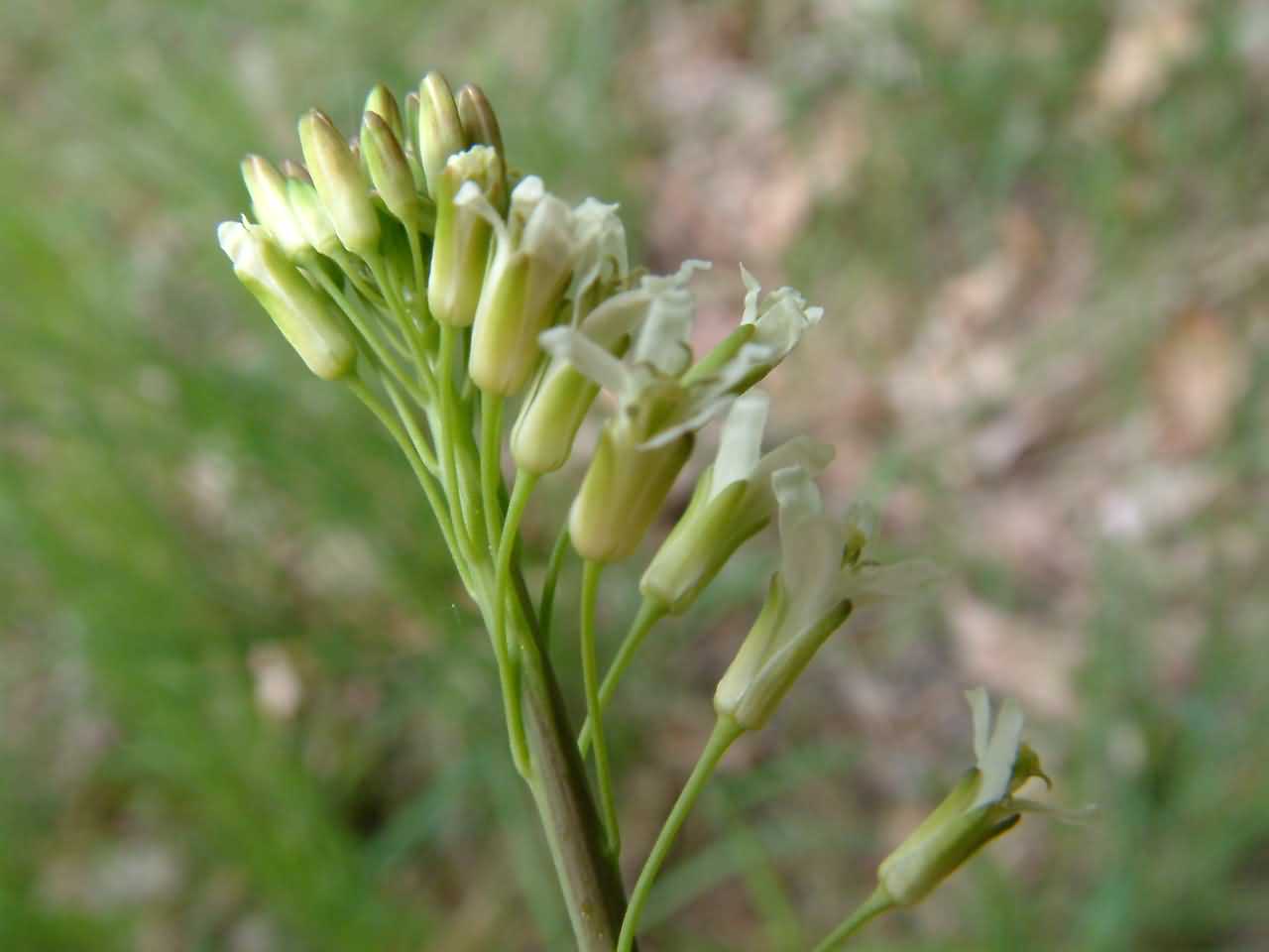 Arabis glabra 2