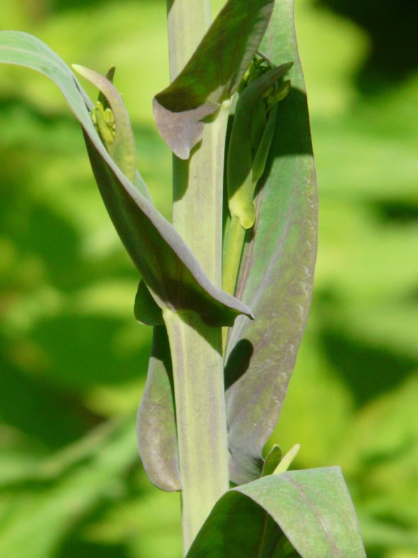 Arabis glabra 3