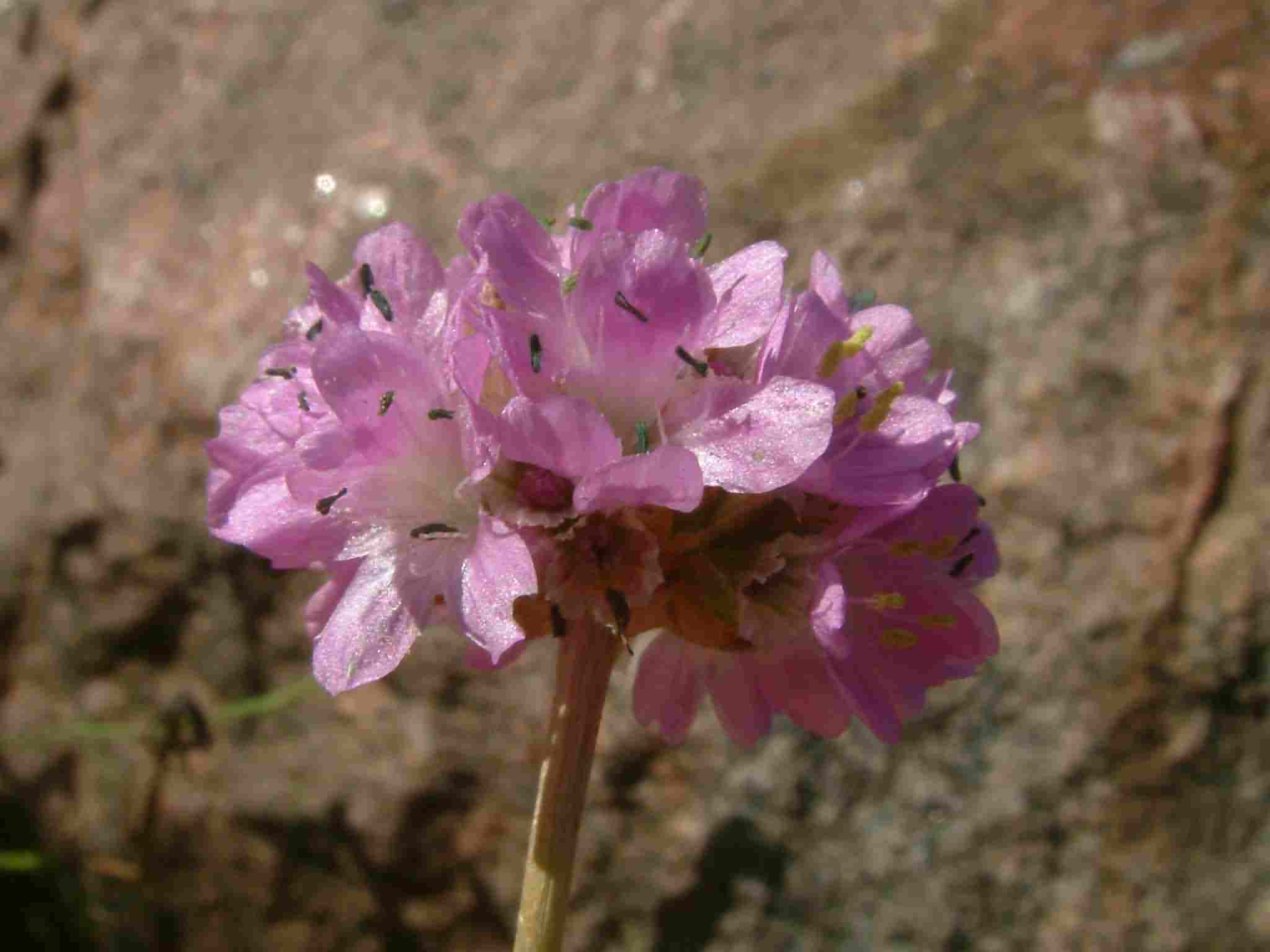 Armeria maritima ssp elongata 2