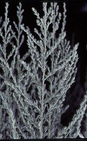 Artemisia austriaca