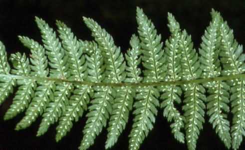 Athyrium filix-femina 2