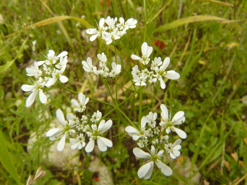 Bifora radians 1