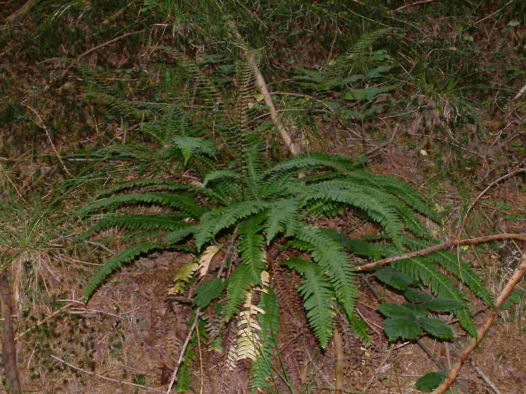 Blechnum spicant 1