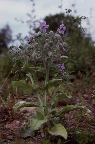 Borago officinalis 1