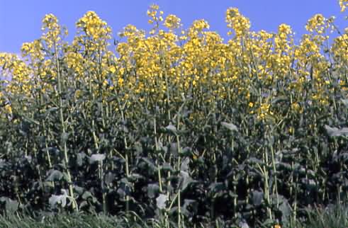 Brassica napus 1