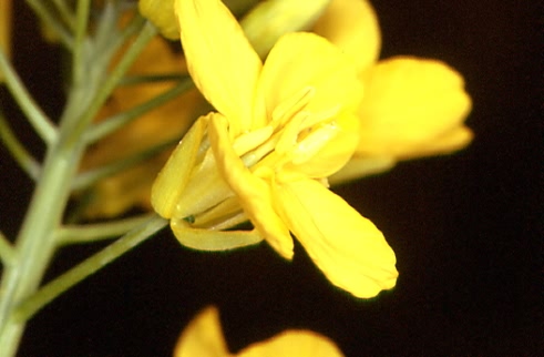 Brassica napus 2