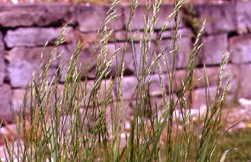 Bromus commutatus