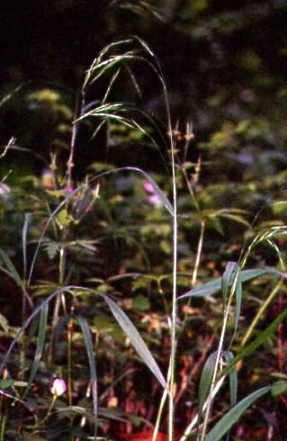 Bromus ramosus