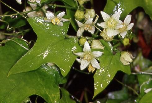 Bryonia dioica
