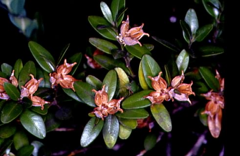 Buxus sempervirens 1