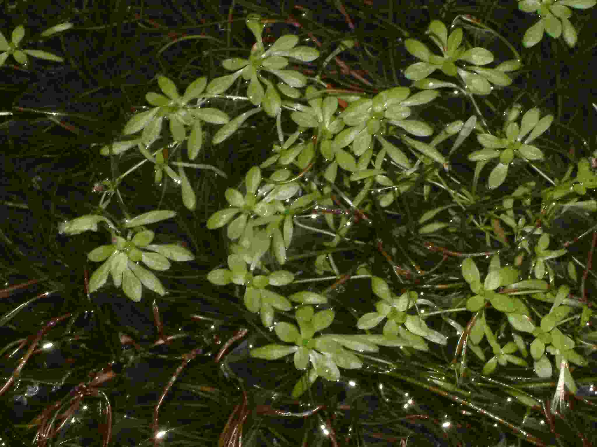 Callitriche hamulata 2