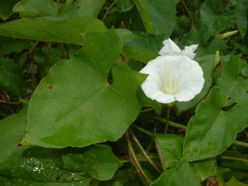 Calystegia sepium 2