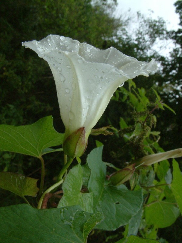 Calystegia sepium 3