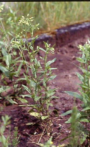 Camelina sativa 1