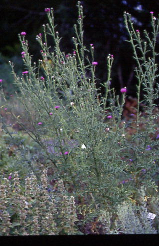 Carduus acanthoides 1