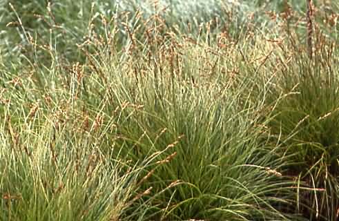 Carex appropinquata 1