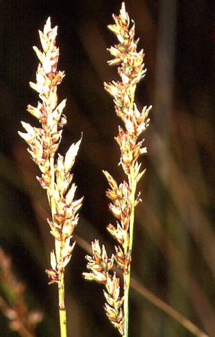Carex appropinquata 4