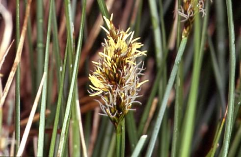Carex appropinquata 2
