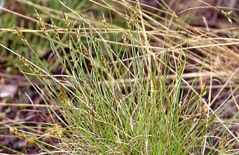 Carex pulicaris