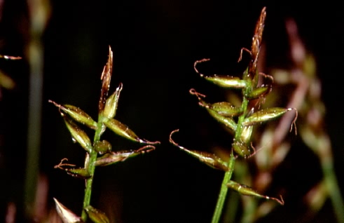 Carex pulicaris 2