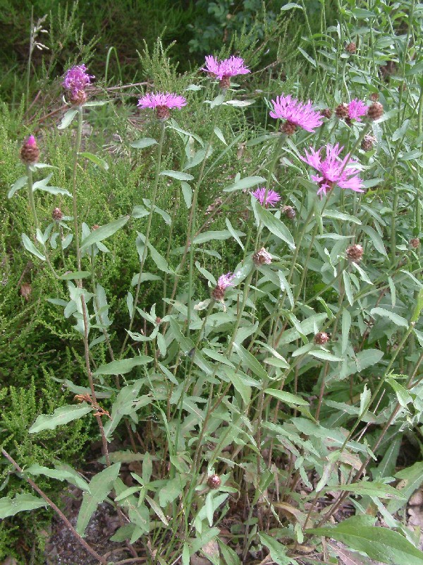 Centaurea nigra 1