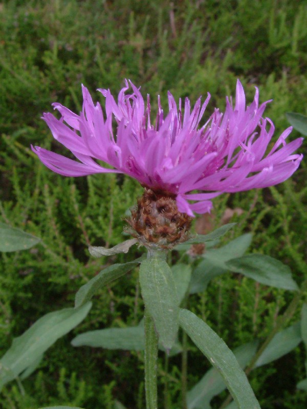 Centaurea nigra 2