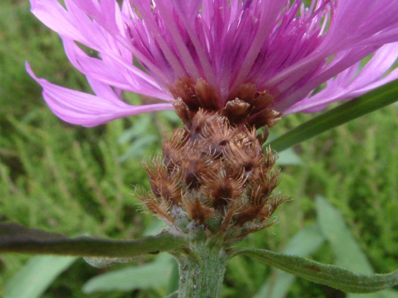Centaurea nigra 3
