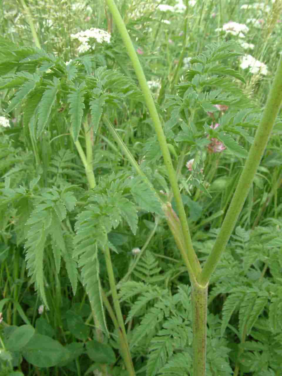 Chaerophyllum aureum 3