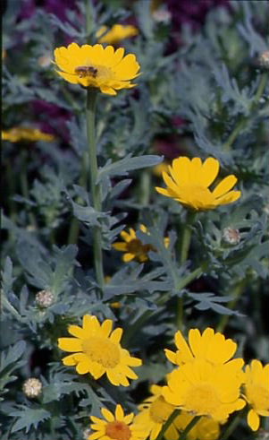 Chrysanthemum segetum 1