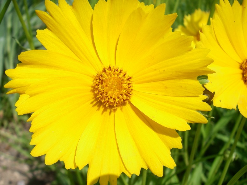 Coreopsis grandiflora 1